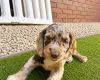Cocker Spaniel (Working)