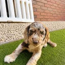 Cocker Spaniel (Working)