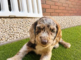 Cocker Spaniel (Working)