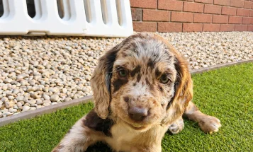 Cocker Spaniel (Working)