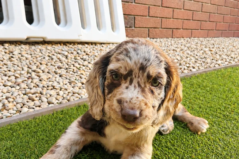 Cocker Spaniel (Working)