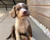 Cocker Spaniel (Working)
