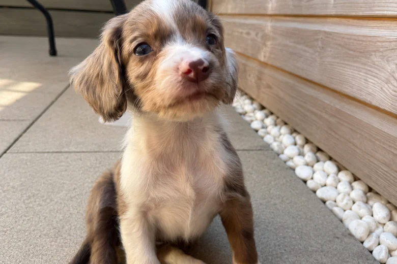 Cocker Spaniel (Working)