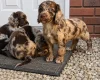 Cocker Spaniel (Working)