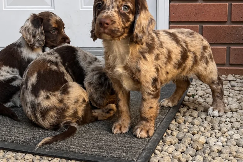 Cocker Spaniel (Working)