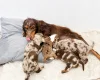 Cocker Spaniel (Working)