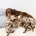 Cocker Spaniel (Working)