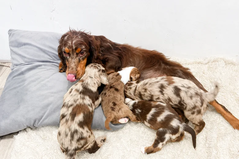 Cocker Spaniel (Working)