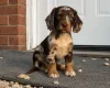 Cocker Spaniel (Working)