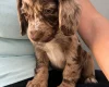 Cocker Spaniel (Working)
