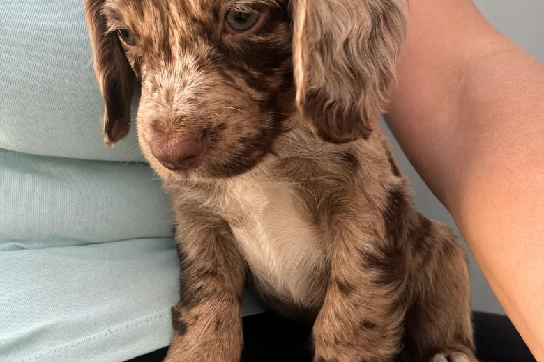 Cocker Spaniel (Working)