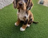Cocker Spaniel (Working)