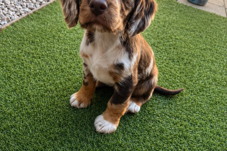 Cocker Spaniel (Working)