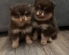 Pomeranian