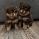 Pomeranian