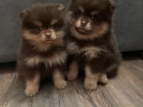 Pomeranian
