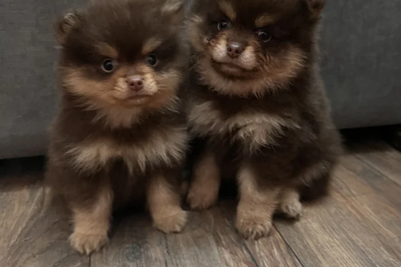 Pomeranian