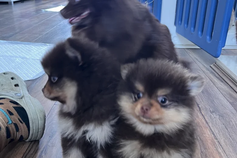 Pomeranian