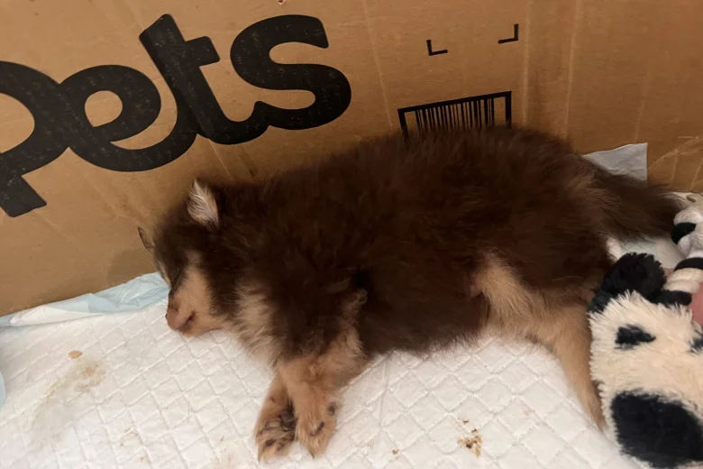 Pomeranian