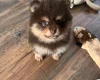 Pomeranian