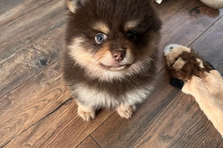 Pomeranian