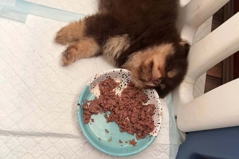 Pomeranian
