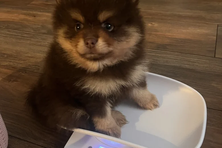 Pomeranian