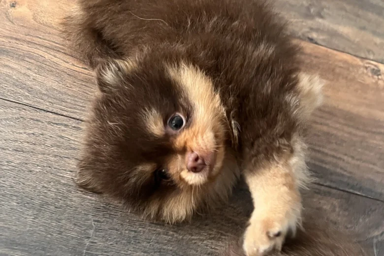Pomeranian