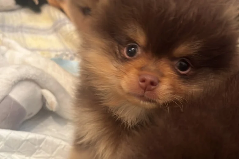 Pomeranian