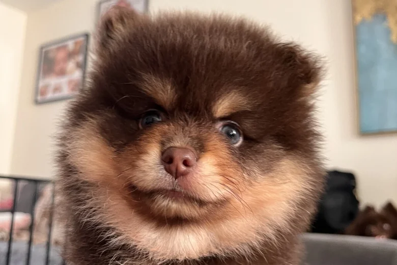 Pomeranian