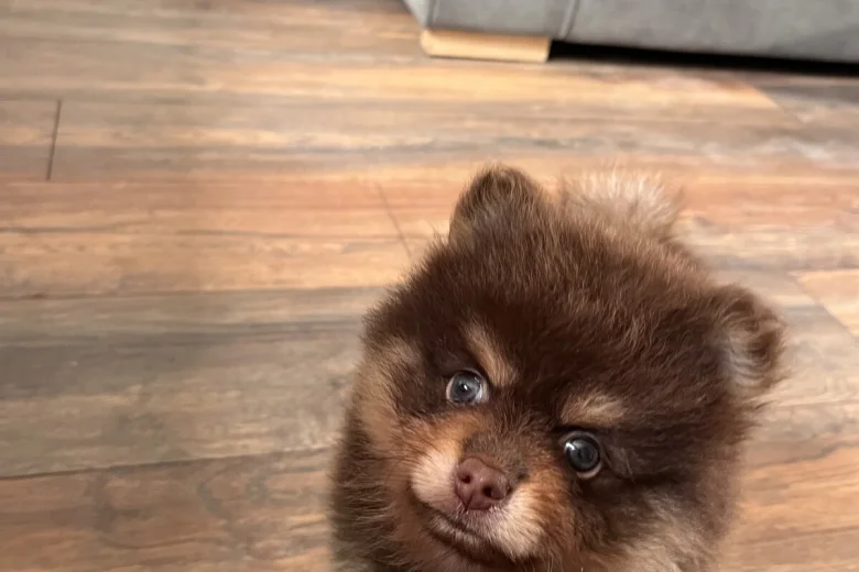 Pomeranian