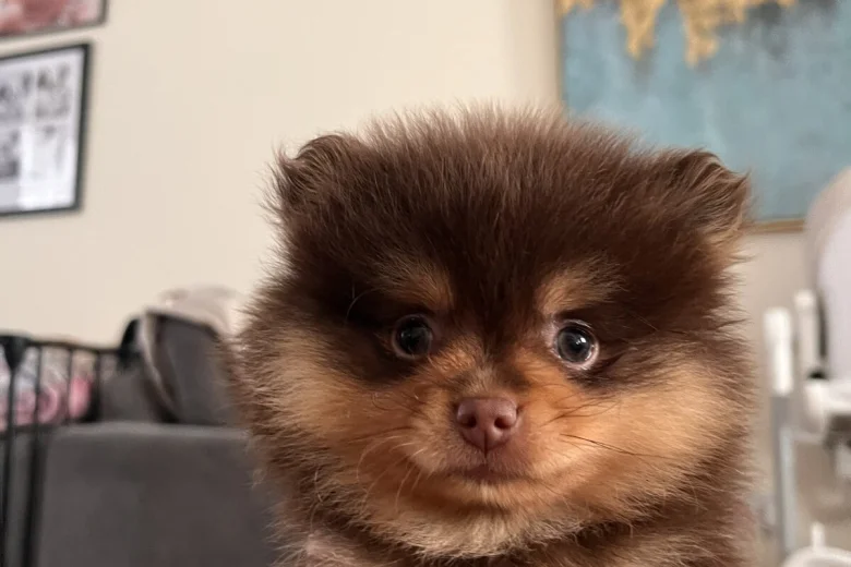 Pomeranian