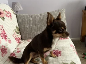 Chihuahua