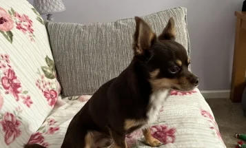 Chihuahua