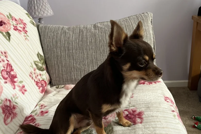 Chihuahua