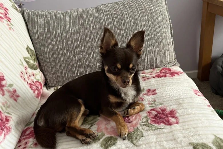Chihuahua
