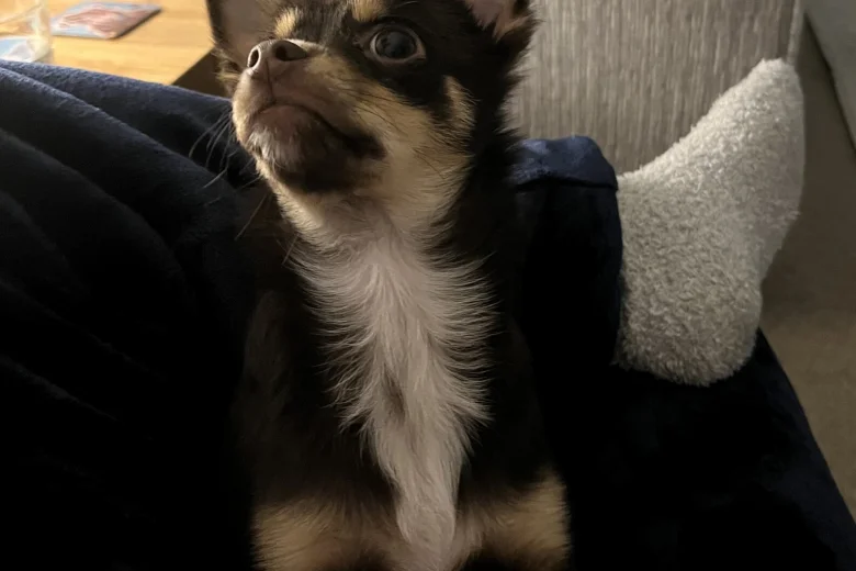Chihuahua
