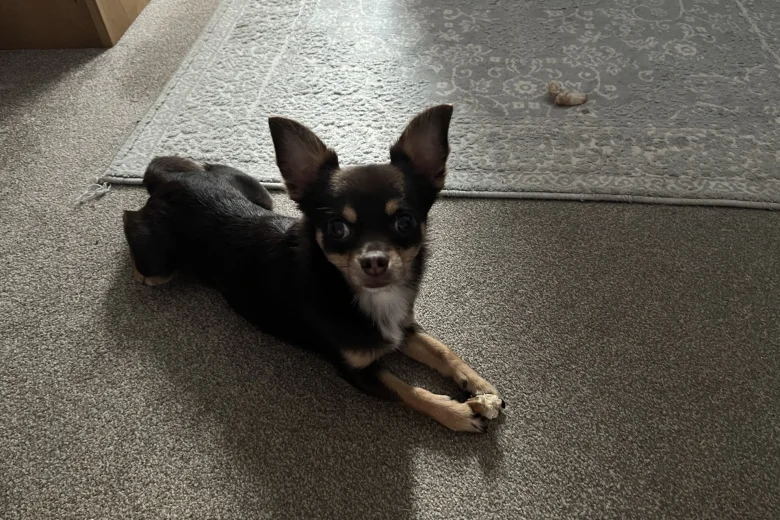 Chihuahua