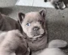 Chow Chow