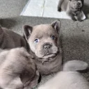 Chow Chow