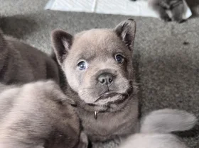 Chow Chow