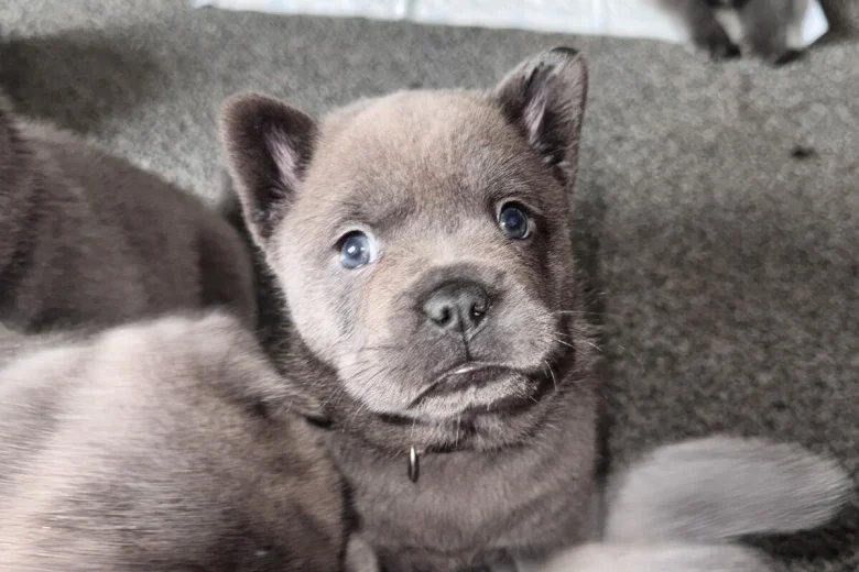 Chow Chow