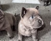 Chow Chow