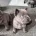 Chow Chow
