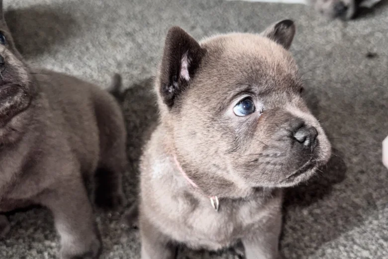 Chow Chow