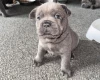 Chow Chow