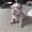 Chow Chow