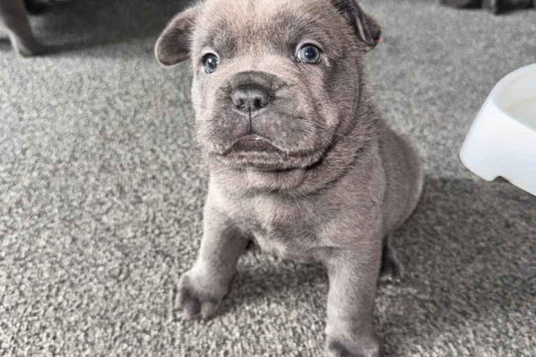 Chow Chow