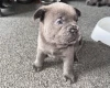 Chow Chow