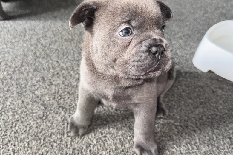 Chow Chow